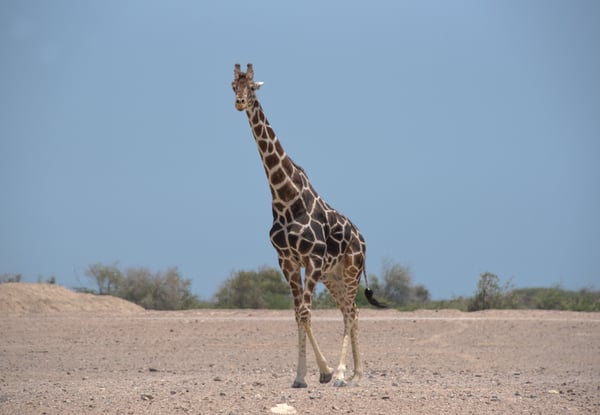 DSC_0454 Sir Bani Yas