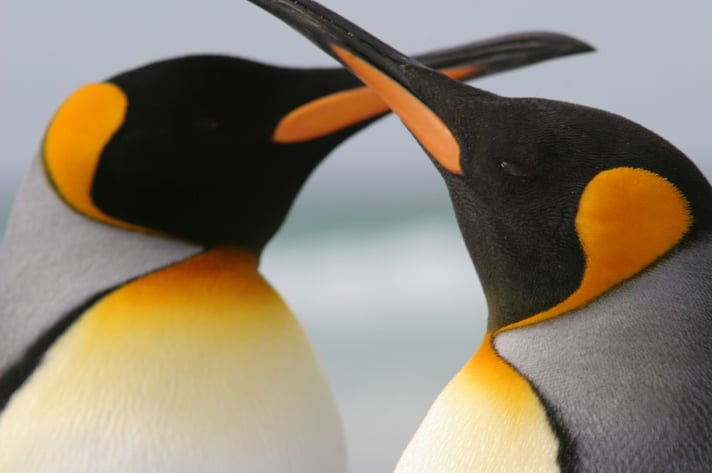 King-Penguin-couple-with-crossed-beaks-000021837303_Small.jpg