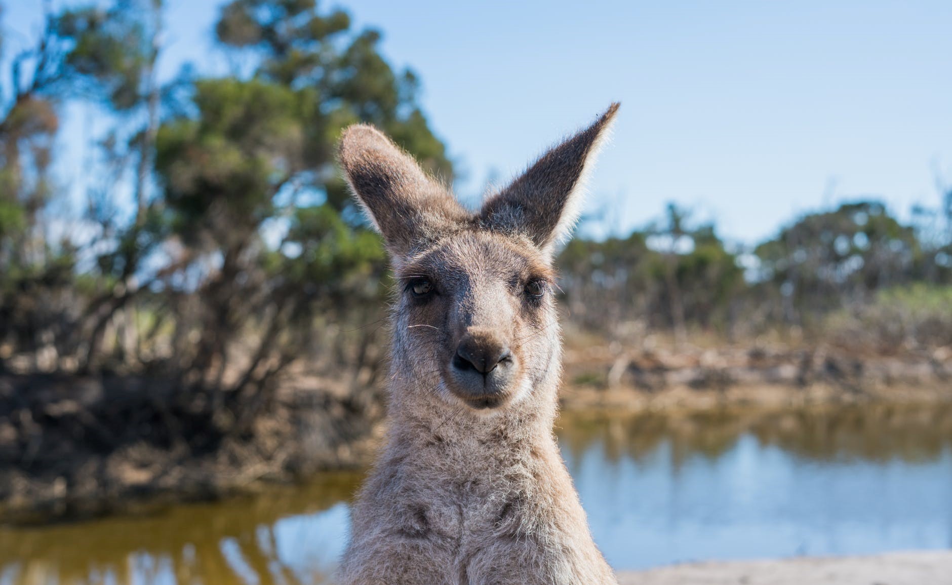 roux luxury travel australia wineries